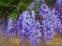 紫藤花种子市场价格多少钱一斤,紫藤花种子怎么