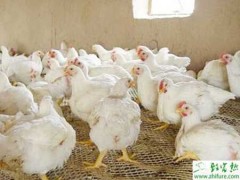 养殖白羽肉鸡传染性喉气管的原因及防治方法