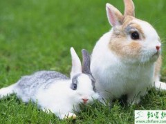 养兔子之兔传染性水疮口炎防治