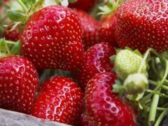 草莓如何施肥更高产