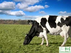 养殖奶牛干乳后期的疾病管理