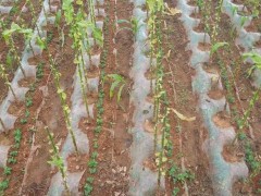 豌豆怎么种,豌豆种植技术与注意事项