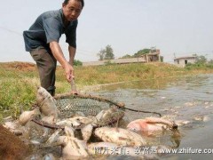 鱼不进食的原因
