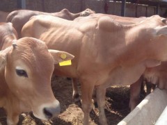 肉牛犊市场价格多少钱一头,三个月的牛犊能卖多
