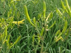 黄花菜也叫忘忧草吗？