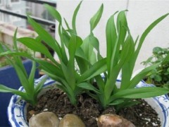 忘忧草的养护方法