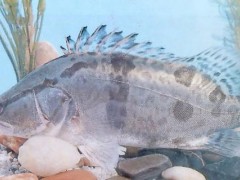 鳜鱼白天还是晚上进食？