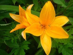 忘忧草的花语和传说