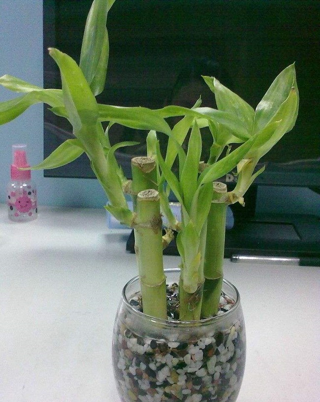 商铺门口种什么植物旺财图