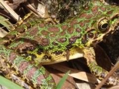 林蛙晚上进食吗？