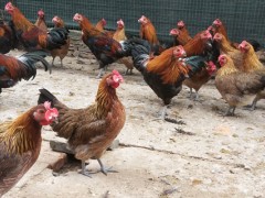 怎样预防鸡瘟?5种常见的鸡病预防方法
