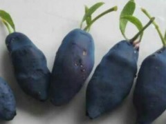 蓝靛果种植几年可以结果？