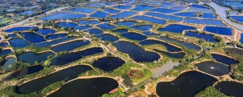 新鱼塘最土防漏水方法!新鱼塘用什么消毒?