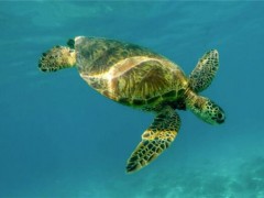 近2000万小海龟孵化奔向大海！海龟怎么孵化的？海龟分布在哪些地区？