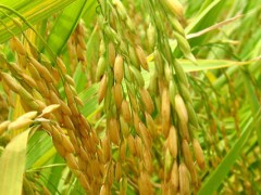 关于水稻的种植问题！江苏早熟高产粳稻品种？