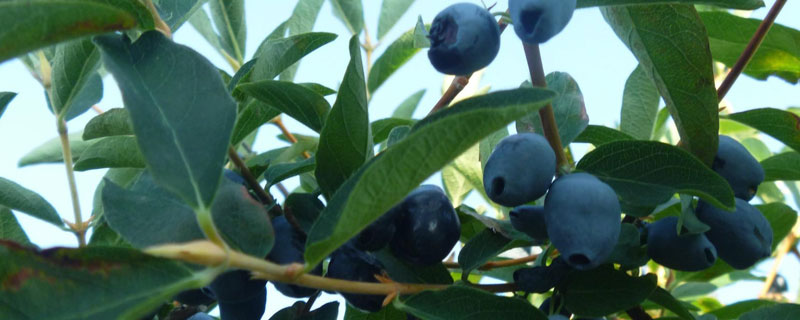 蓝靛果种植环境与条件？关于蓝靛果的种植问题！