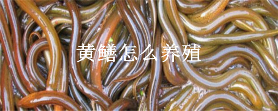 黄鳝怎么养殖？买黄鳝苗回来需要怎么做？