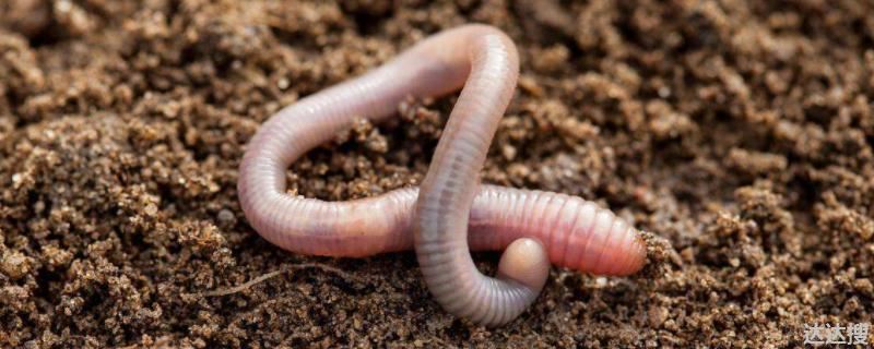 蚯蚓