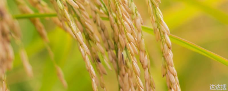 什么叫籼型杂交水稻？杂交水稻是籼稻还是粳稻？有什么意义