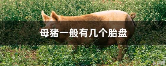 母猪一般有几个胎盘