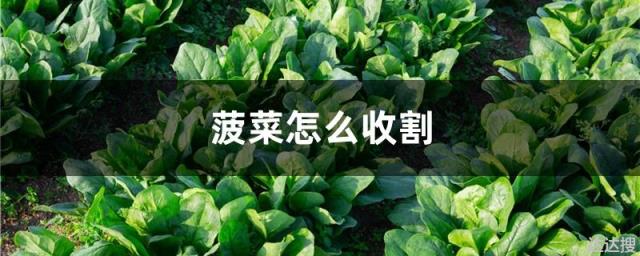 菠菜怎么收割