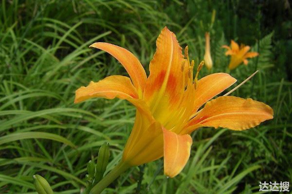 忘忧草的花语和寓意,象征了什么