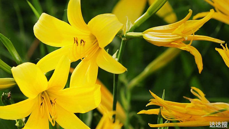 忘忧草有什么寓意（忘忧草的花语和寓意,象征了什么）