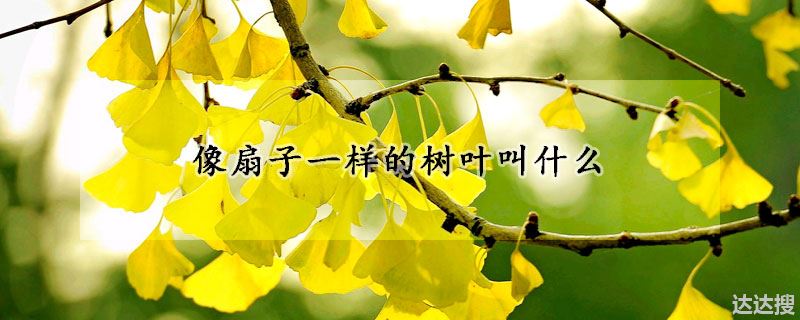 像扇子一样的树叶叫什么