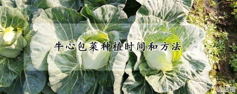 牛心包菜种植时间和方法
