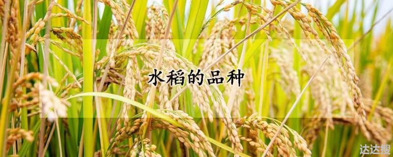 水稻的品种