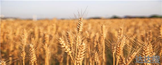 观35小麦生长期多少天