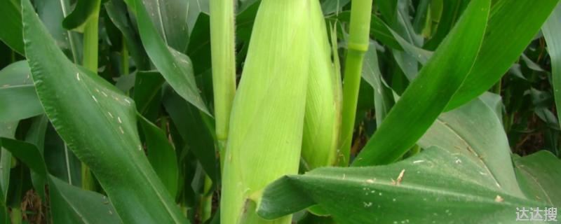 益农72玉米种简介产量如何 益农72玉米种