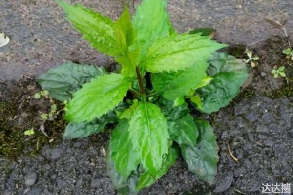 柴胡种植技术与栽培管理