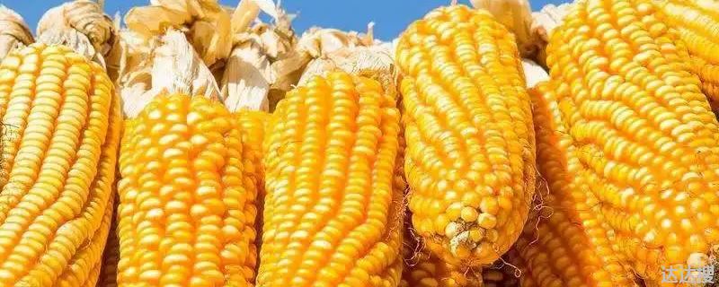 良禾367玉米种简介产量如何，良禾367玉米种子价格