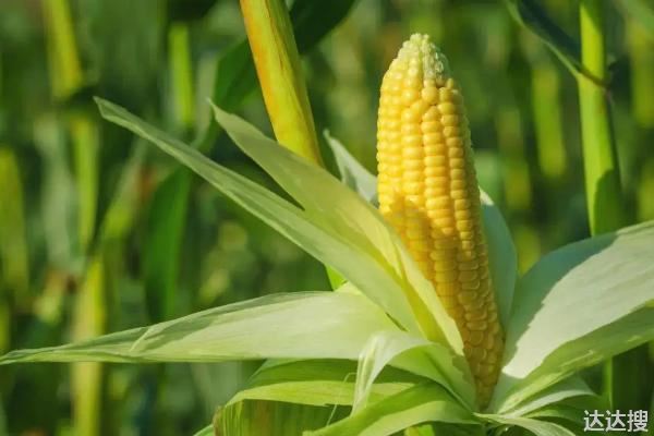 益农72玉米种简介，适合哪里种植，产量如何