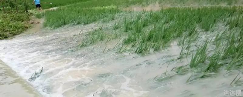 涝害条件下作物受害的主要原因是根系缺乏什么 促进植物根系生长的肥料