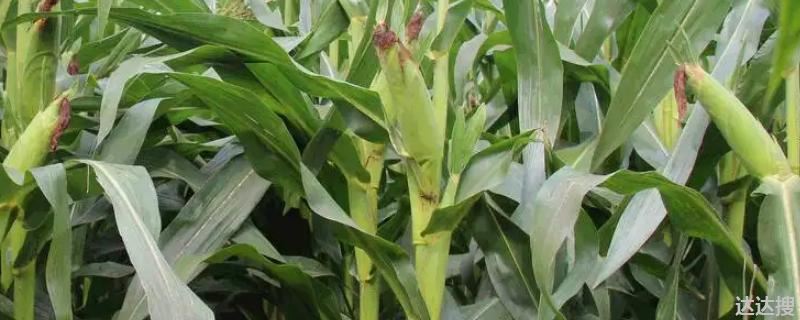 丰德存玉10号玉米种简介产量如何 丰德存玉10号玉米新品种