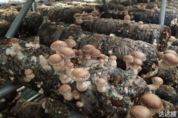 玉米套种黄豆究竟增产吗，玉米套种有哪些高产作物