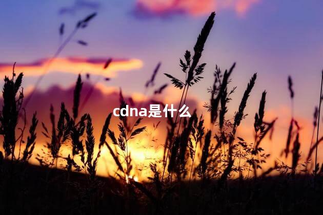 cdna是什么 cdna是单链还是双链