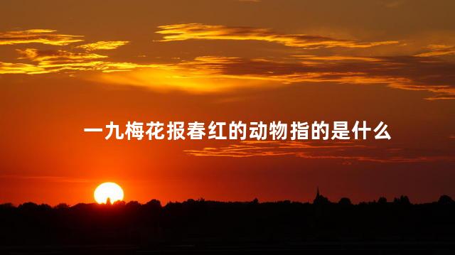 一九梅花报春红的动物指的是什么 梅花迎春还是报春
