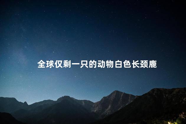 全球仅剩一只的动物白色长颈鹿，世界上最后一只白色长颈鹿