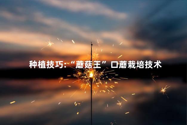 蘑菇栽培技术 蘑菇怎样长得快