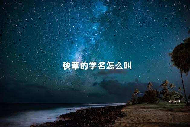 秧草的学名叫什么