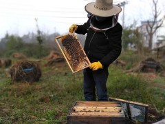 台岭乡村民纯自然养殖蜜蜂，等农作物之余还增收致富！