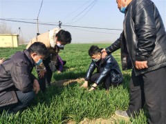 为春季农技提供指导服务,战疫情保春耕,青岛发起雨露行动