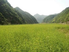 萍乡市出台严厉举措遏制抛荒,硬核操作盘活抛荒地,确保完成硬任务!