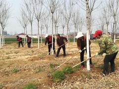 河北隆尧魏家庄西庄头村在疫情下，农活基本没有耽误！