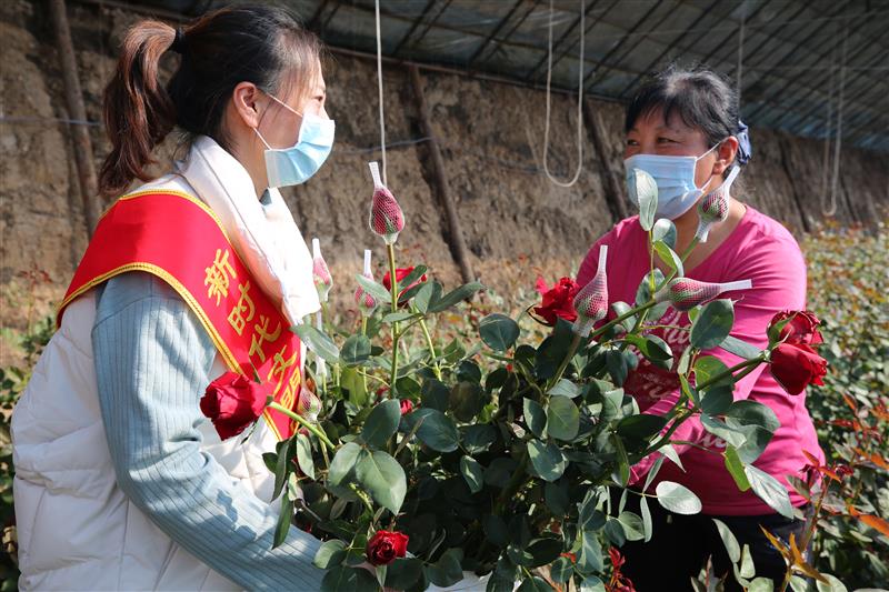 志愿服务花农助农稳增收