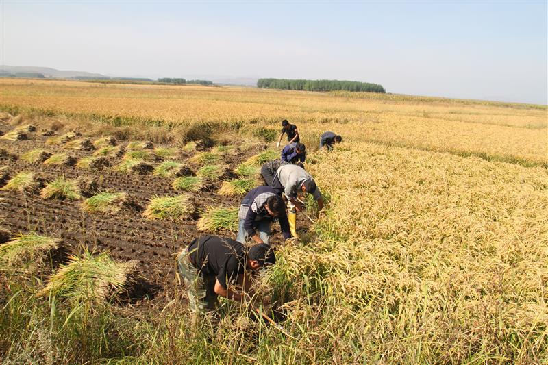 巴达仍贵大米产区的稻农在收割水稻