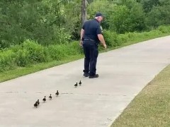 美国警察带小鸭子找妈妈！戴着口罩还带着枪保护小鸭子找鸭妈！